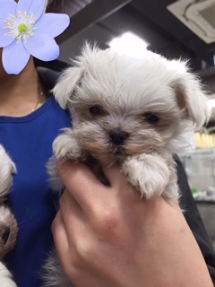 マルチーズ子犬 犬の販売 3850