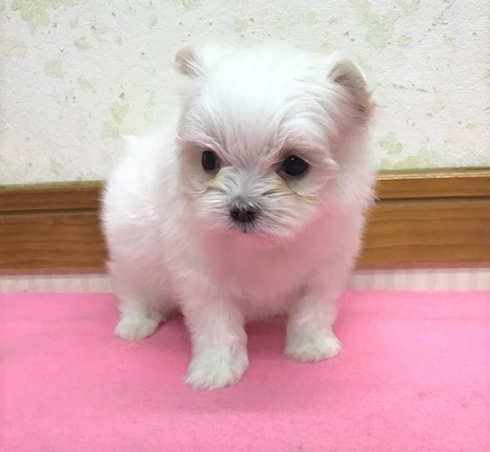 ☆ちっちゃなマルチーズの男の子!めちゃ可愛すぎ!☆ 犬の販売 3851