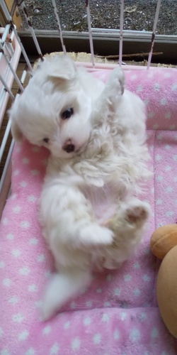 終了致しました! 犬の販売 3856