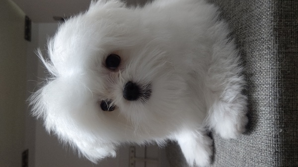 決まりました!ありがとうございます。 犬の販売 3862