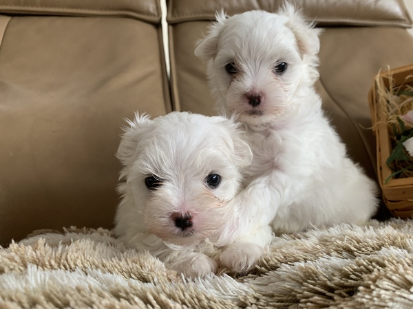 飼い主さまが決まりました。 犬の販売 3863