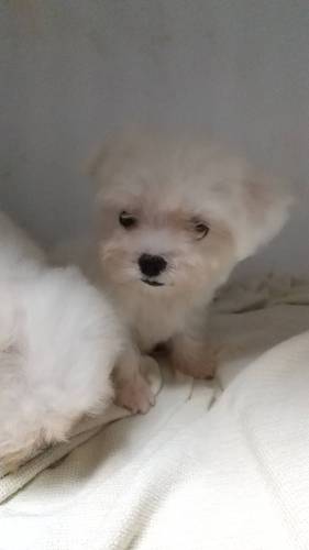 小ぶりで可愛いお鼻の詰まった男の子 犬の販売 3866