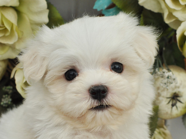 可愛い兄弟です 犬の販売 3869