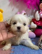 }`[Y  q T 肪Ƃ܂... 3880
