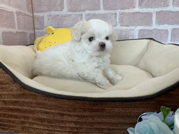 岐阜県よりご家族募集中です 犬の販売 3887