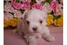 女の子のように可愛いお顔です! 犬の販売 3898