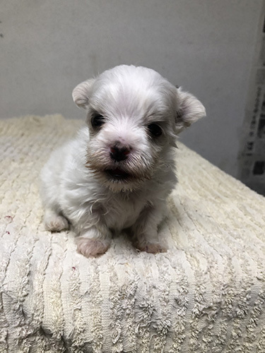 うるっとした瞳にキュン!マルチーズの子犬! 犬の販売 3900