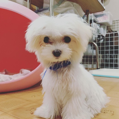 千葉県☆ティーカップ男の子 犬の販売 3905