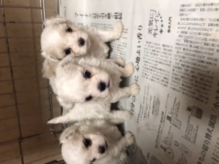 お顔が可愛い!男の子4兄弟! 犬の販売 3909