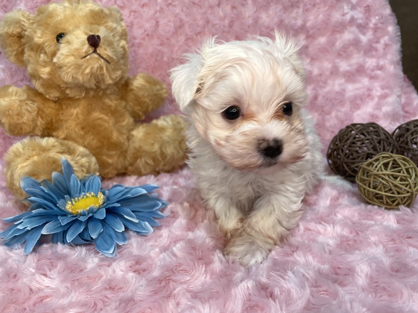 マルチーズ 男の子 極小 犬の販売 3917