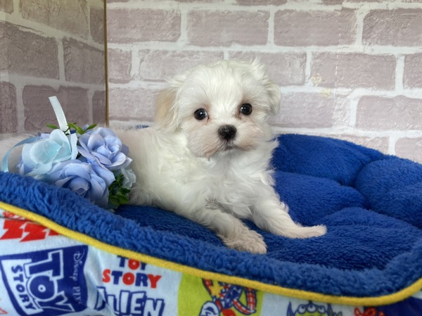 岐阜県よりご家族募集中です 犬の販売 3941