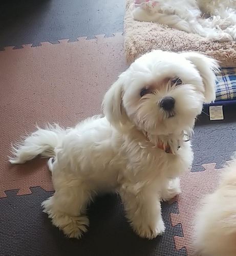 終了 犬の販売 3949