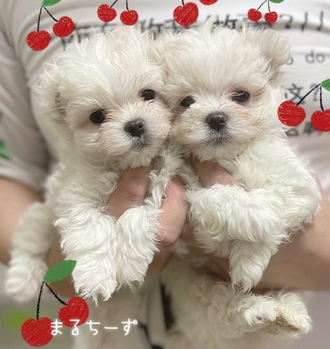可愛い兄弟 犬の販売 3951