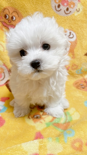 可愛いマルチーズの男の子 犬の販売 3956