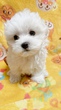 }`[Y  q T }`[Y̒j... 3956