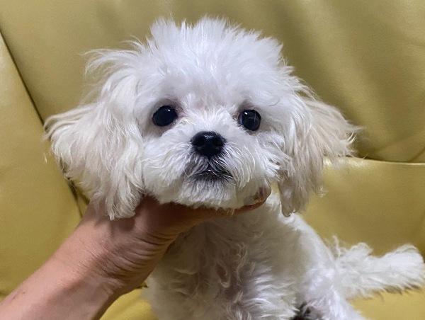 販売終了 犬の販売 3957