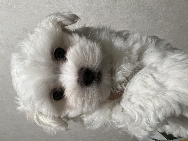 マルチーズ男の子 犬の販売 3960