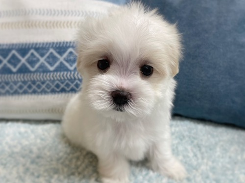 元気いっぱいな男の子ご家族募集中です 犬の販売 3964