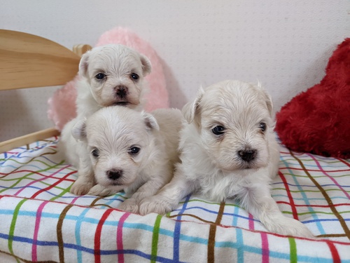 早期予約受付中 犬の販売 3974
