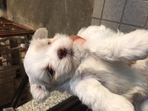 可愛い仔犬ちゃん 産まれました。 犬の販売 3978