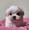 }`[Y  q T ƂẲ... 3979