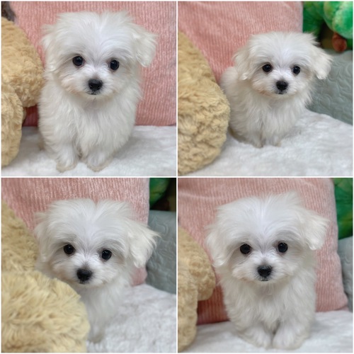 マルチーズ 犬の販売・譲渡 3980 ふわふわもこもこ女の子