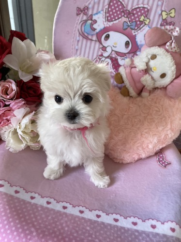 スクスク成長しています。 犬の販売 3986