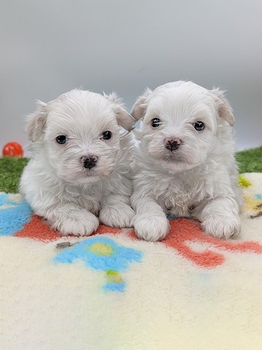 マルチーズ 犬の販売・譲渡 3987 白くてフワフワなマルチーズです。