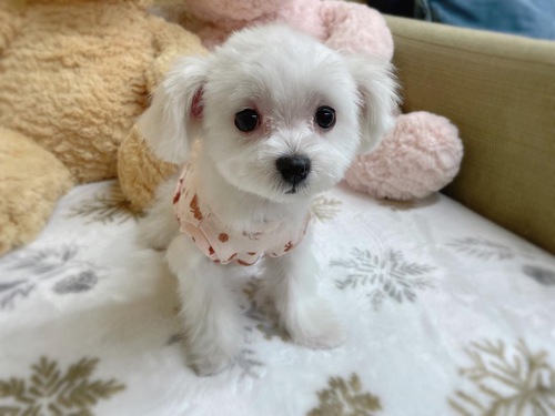 マルチーズ 犬の販売・譲渡 3988 小ぶりな女の子です