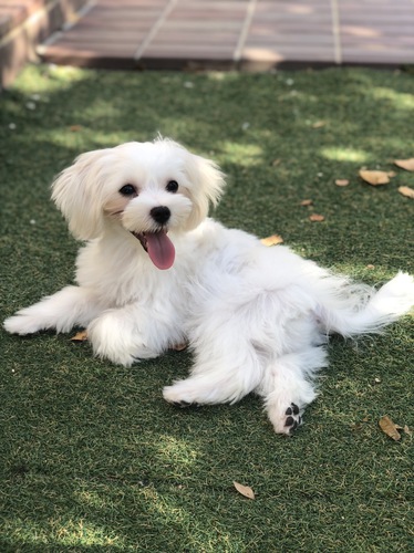 マルチーズ 犬の販売・譲渡 3990 若オス 1歳8ヶ月