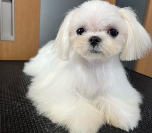 マルチーズ 犬の販売・譲渡 3991 鼻ぺちゃ ミニミニマルチーズ