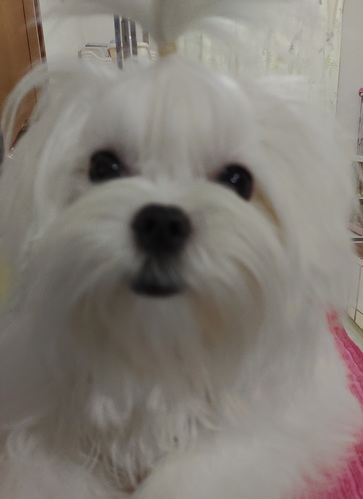 ありがとうございました 犬の販売 3998