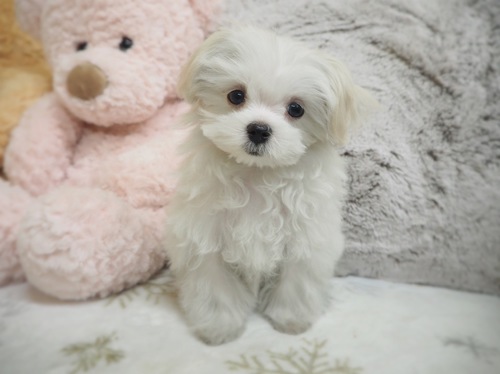 マルチーズ 犬の販売・譲渡 4000 岐阜県よりご家族募集いたします
