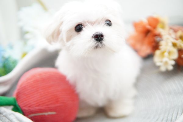 ぬいぐるみのようなかわいいマルチーズ! 犬の販売 4004