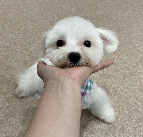 マルチーズ 犬の販売・譲渡 4007 サイズ確定小ぶりなマルチーズの男の子