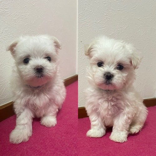 マルチーズ 犬の販売・譲渡 4008 かわいいマルチーズ兄弟