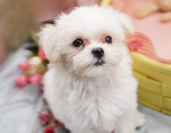 遊ぶの大好きな男の子★ 犬の販売 4011