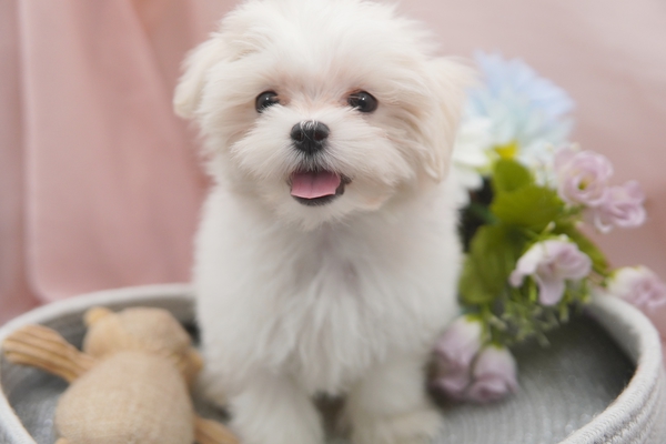 ヤンチャで元気いっぱいのマルチーズくん! 犬の販売 4012