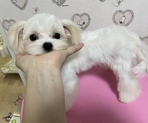 マルチーズ 犬の販売・譲渡 4013 極上極小のマルチーズの男の子