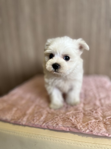 マルチーズ 犬の販売・譲渡 4017 ペットローン月々3200円から