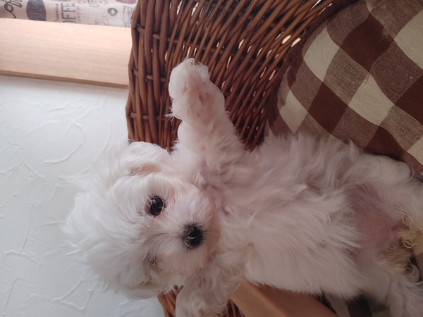 ふわっふわっでぬいぐるみの様、最高に可愛いです。 犬の販売 4018