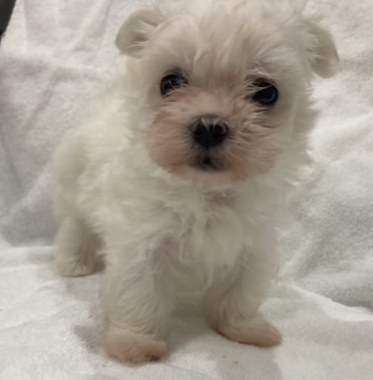 これからの成長が楽しみな3兄弟 犬の販売 4021