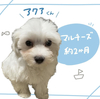 }`[Y  q T Ȃ q̔... 4027