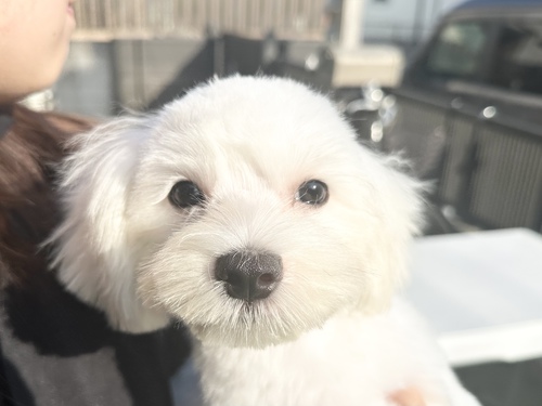 マルチーズ 犬の販売・譲渡 4031 元気いっぱいのマルチーズ!