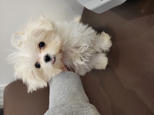 マルチーズ 犬の販売・譲渡 4036 特選級のかわいさだけど訳ありです