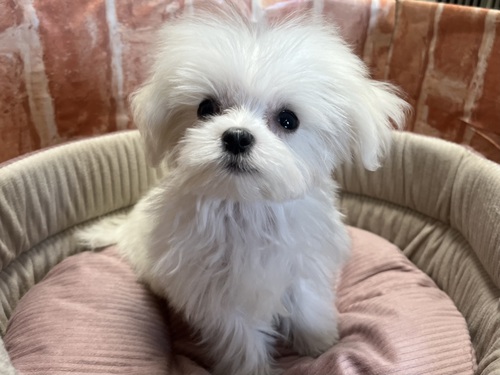 マルチーズ 犬の販売・譲渡 4039 極小 女の子