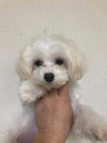 マルチーズ 犬の販売・譲渡 4043 とても可愛い男の子