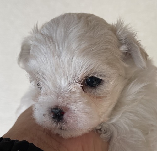 マルチーズ 犬の販売・譲渡 4044 マルチーズの仔犬です。