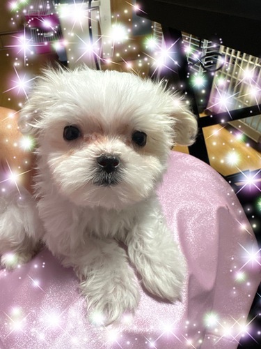 マルチーズ 犬の販売・譲渡 4045 件名なし 子犬販売の情報