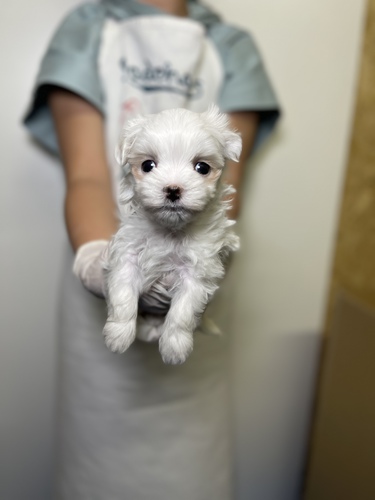 マルチーズ 犬の販売・譲渡 4046 ペットローン月々3700円から